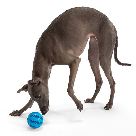 Beißball für Hunde Blau PJ-039