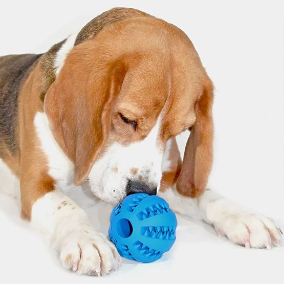 Beißball für Hunde Blau PJ-039