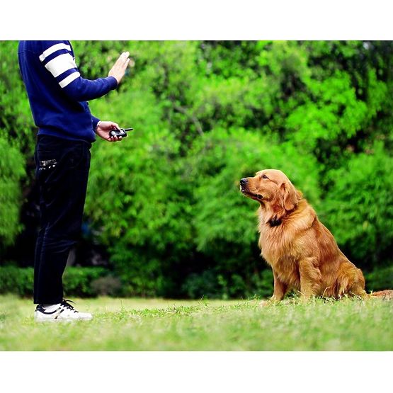 ELEKTRISCHES TRAININGSHALSBAND FÜR HUNDE pj-098