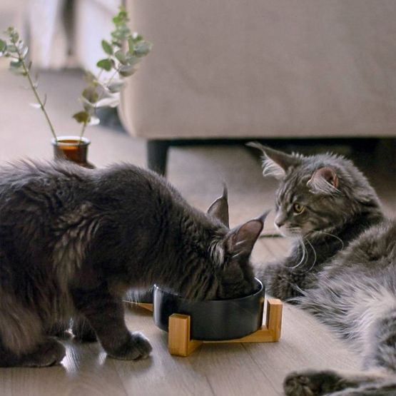 FUTTERNAPF UND WASSERSCHALE FÜR TIERE SCHWARZ 331579