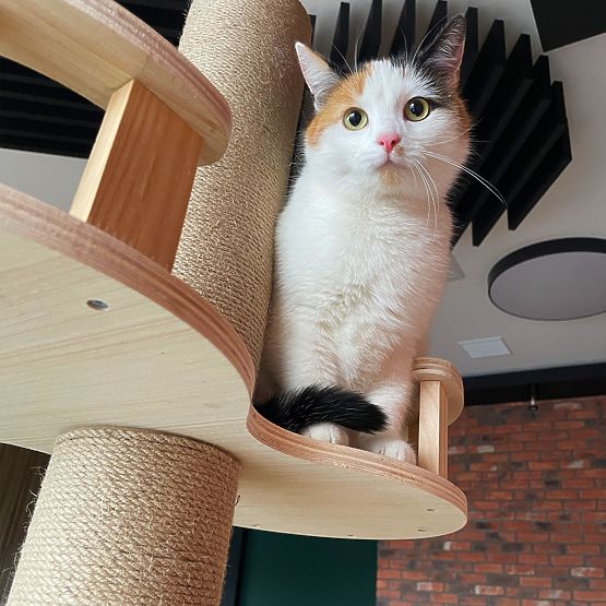 Großer Kratzbaum für Katzen Beige 255-265cm P70503