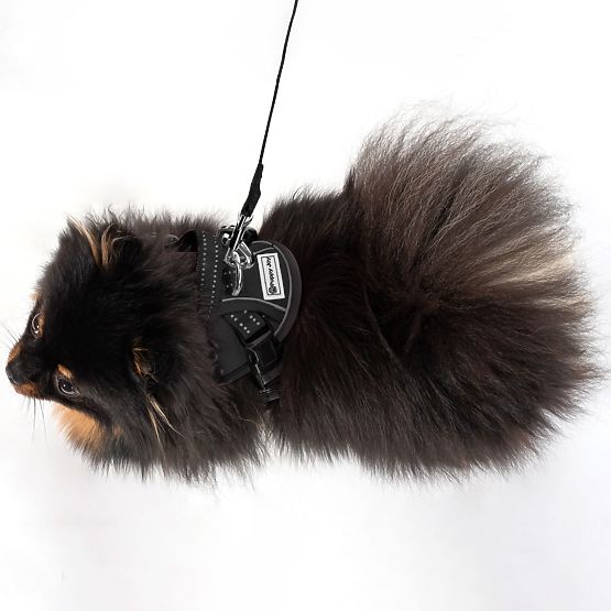 Hundeleine und Geschirr PJ-047 schwarz XS