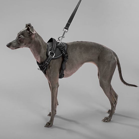 Hundeleine und Geschirr PJ-055 schwarz M