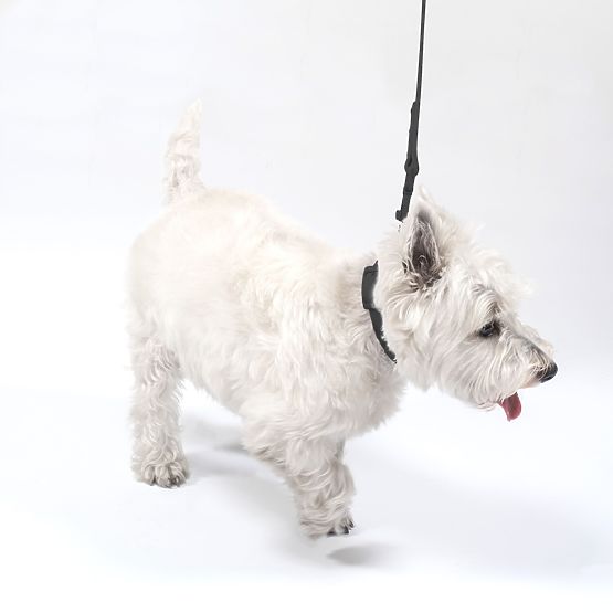 Hundeleine und Halsband PJ-067 schwarz S