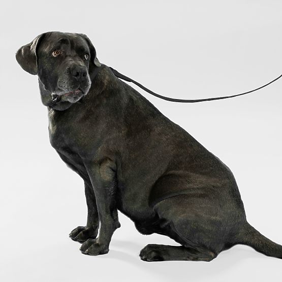 Hundeleine und Halsband PJ-067 schwarz S