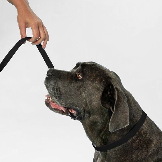 Hundeleine und Halsband PJ-067 schwarz S