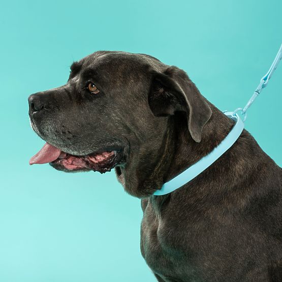 Hundeleine und Halsband PJ-074 blau M