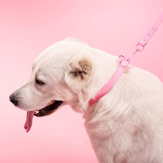 Hundeleine und Halsband PJ-076 rosa L