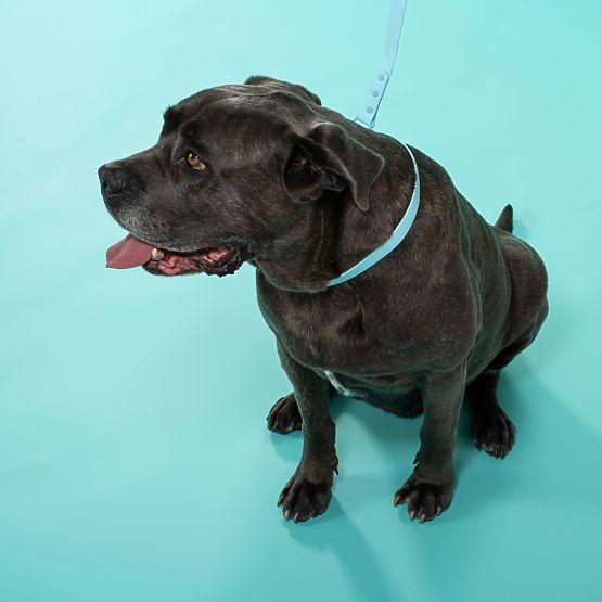 Hundeleine und Halsband PJ-078 blau L