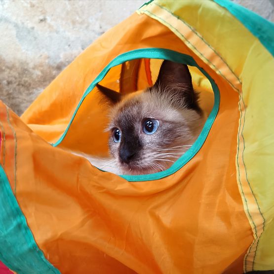 Langer Tunnel Feder Spielzeug für Katze FIGARO