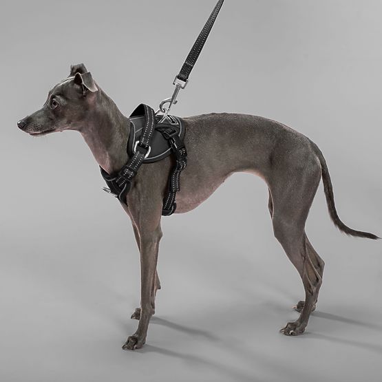 Leine und Geschirr für Hund PJ-051 schwarz S