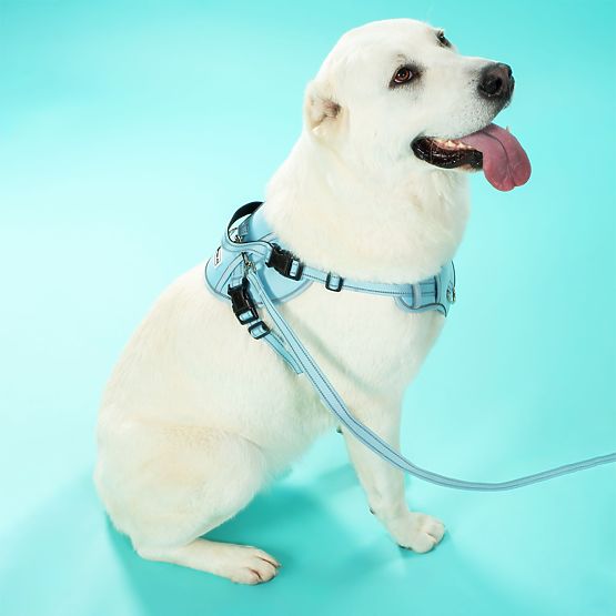 Leine und Geschirr für Hunde PJ-062 blau L