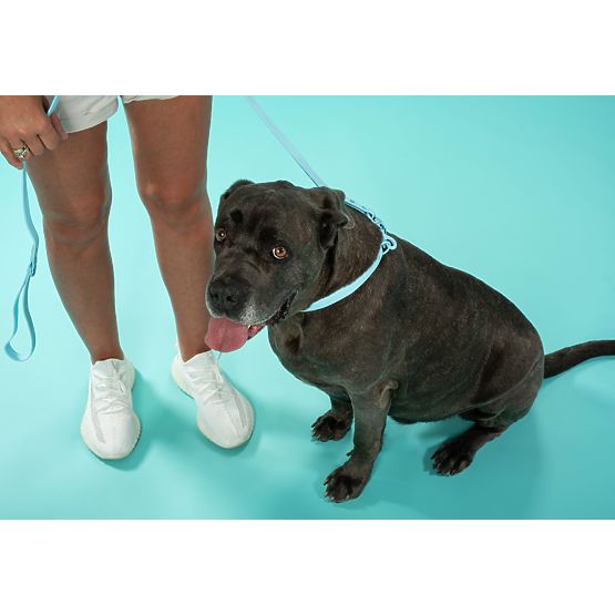 Leine und Halsband für Hund PJ-070 Blau S