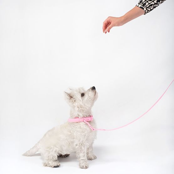 Leine und Halsband für Hunde PJ-068 rosa S