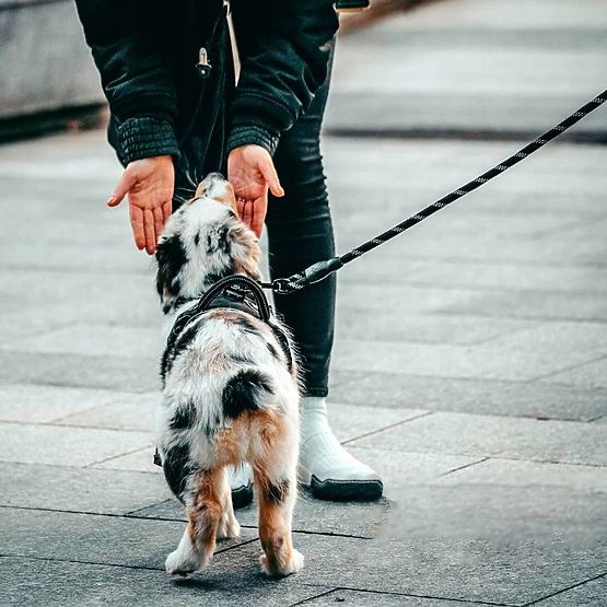 Reflektierendes Hundeleine und Halsband PJ-035 rot