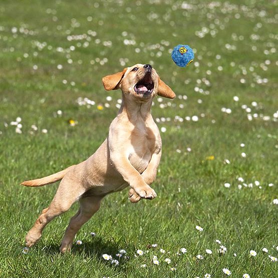 Set aus 10 Hundespielzeugen BALTO Zerrspielzeuge