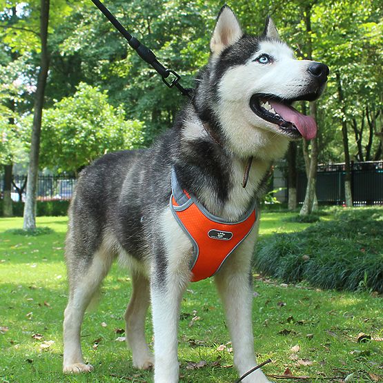 Trainings-Gassigehgeschirr für Hunde ASTRO orange Größe XL