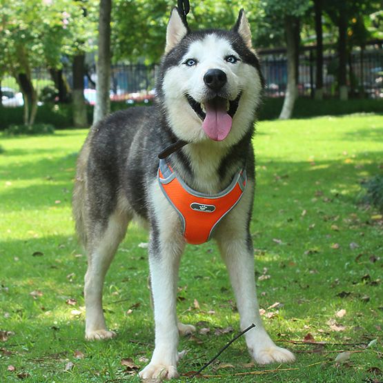 Trainings-Gassigehgeschirr für Hunde ASTRO orange Größe XL