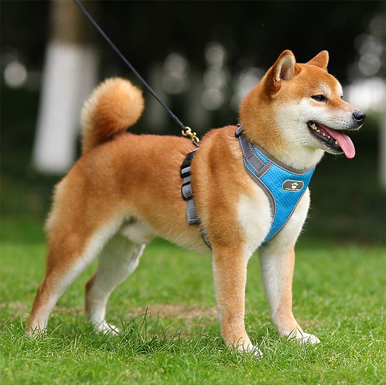 Trainingsgeschirr für Hunde ASTRO blau Größe L