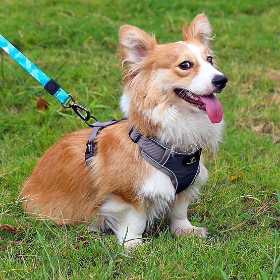 Trainingsgeschirr für Hunde ASTRO blau Größe S