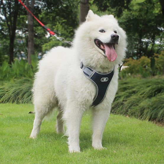 Trainingsgeschirr für Hunde ASTRO marineblau Größe XL