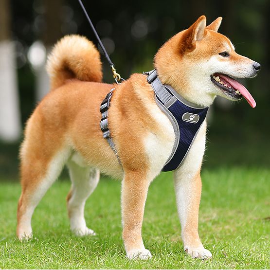 Trainingsgeschirr für Hunde ASTRO marineblau Größe XL