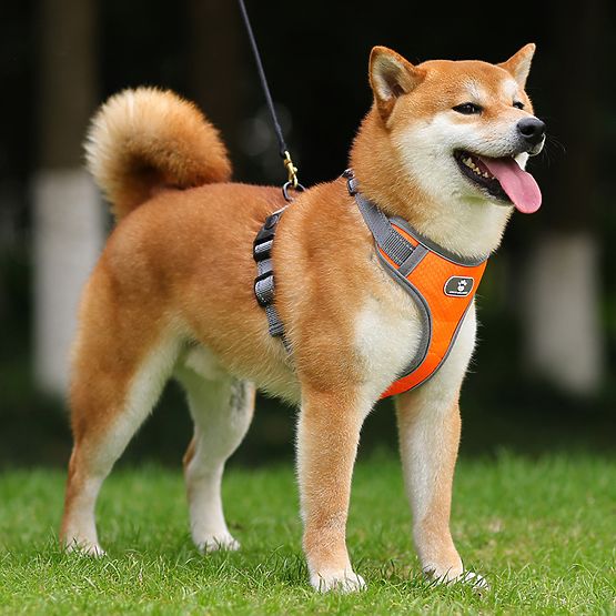 Trainingsgeschirr für Hunde ASTRO orange Größe L