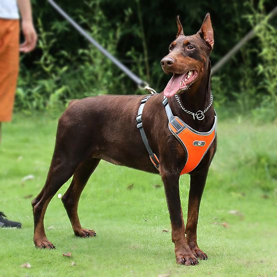 Trainingsgeschirr für Hunde ASTRO orange Größe L