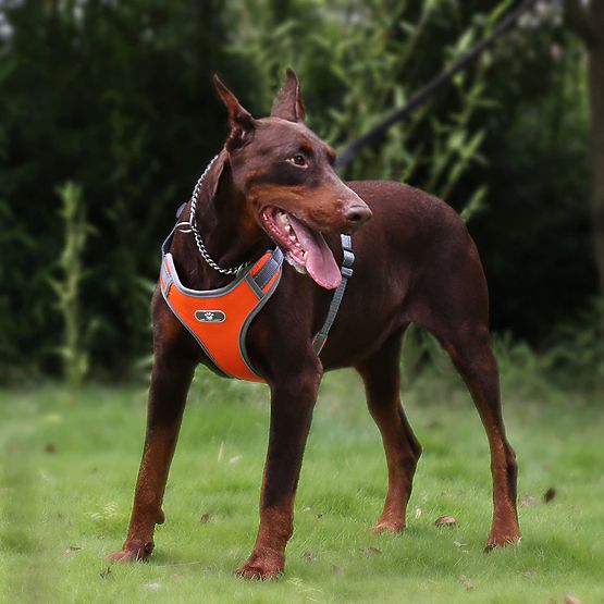 Trainingsgeschirr für Hunde ASTRO orange Größe L