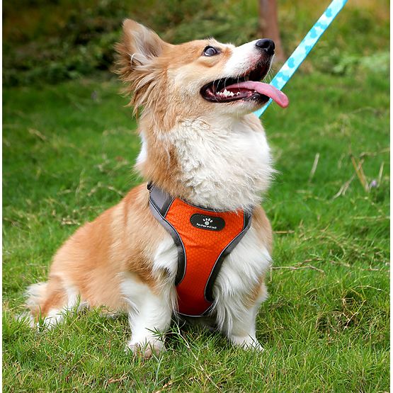 Trainingsgeschirr für Hunde ASTRO orange Größe M