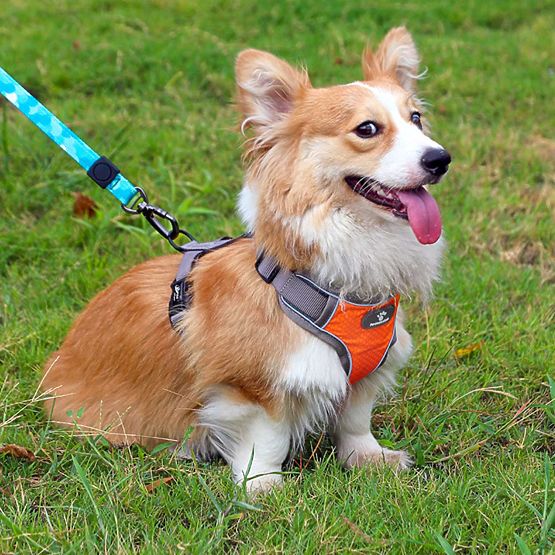 Trainingsgeschirr für Hunde ASTRO orange Größe S
