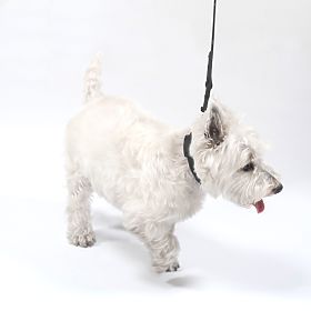 Hundeleine und Halsband PJ-067 schwarz S