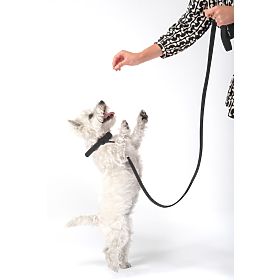 Hundeleine und Halsband PJ-071 schwarz M, PuppyJoy
