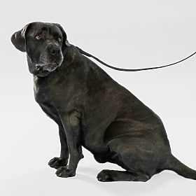 Hundeleine und Halsband PJ-075 schwarz L, PuppyJoy